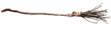 witches broom